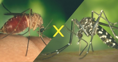 Você sabe quais as diferenças entre o mosquito da dengue e o pernilongo?