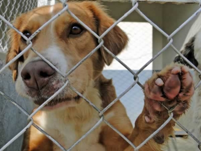 EstimaCão 2017 será neste domingo