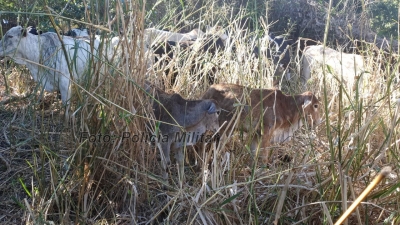 Polícia Militar recupera gado furtado em Marília 
