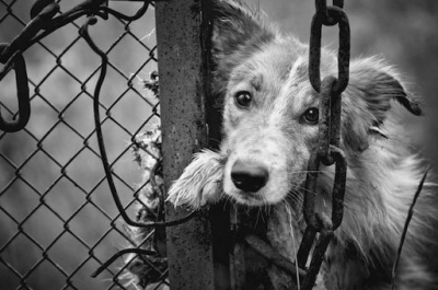 Jovem é presa suspeita de matar cachorro durante 