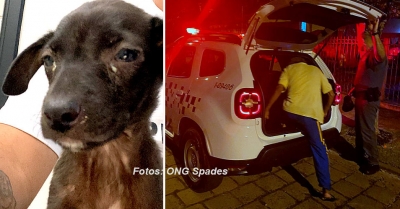 ONG resgata animal em situação de maus tratos e dono é preso em flagrante