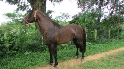 Dupla é presa após furtar três cavalos