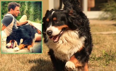 Homem faz carta emocionante para Deus após perder cão de estimação