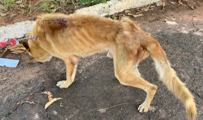 Animal vítima de maus tratos é resgatado em Marília e dono foi preso