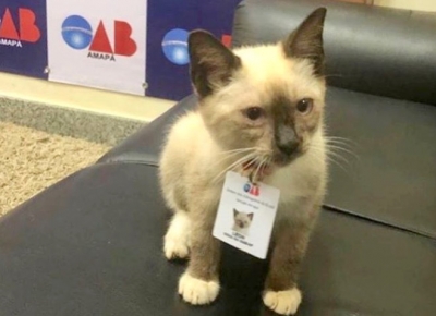 Gatinho de rua é “contratado” pela OAB e ganha até crachá com foto