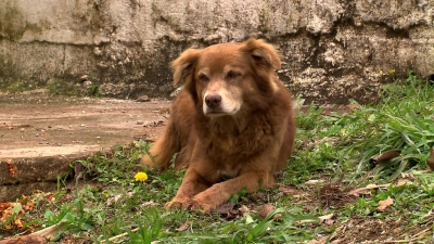 Cachorro recebe funeral após esperar dona falecida em cemitério por 10 anos