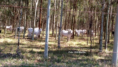 DIG faz operação em fazendas da região e apreende gado furtado