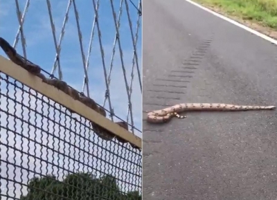 Jiboias aparecem em Marília e assustam moradores