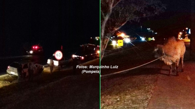 Touros são capturados, após muito trabalho