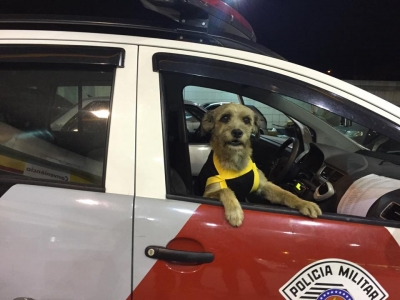 Conheça o cãozinho que ama a Polícia.