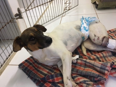 Vira-lata paraplégico ganha cadeira de rodas após ser atropelado e abandonado em estrada