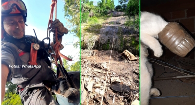 Bombeiros salvam cão que caiu de penhasco e gato entalado no telhado