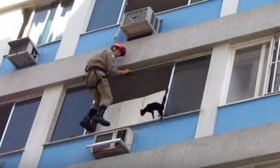 Gato é resgatado em janela de apartamento que tinha outros 50 felinos