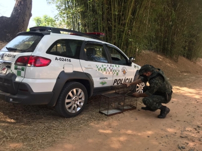 Ambiental resgata pássaros em cativeiro na zona rural de Marília