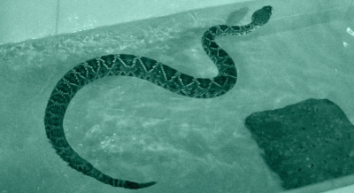 Zoológico cria academia aquática para cobras que estão acima do peso