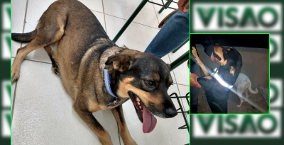 Alunos da Fatec de Garça criam coleira refletora para proteger animais