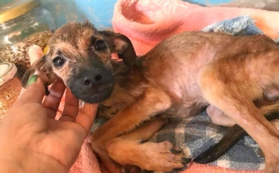 Animais são encontrados em situação de maus-tratos em imóvel cercado de lixo 