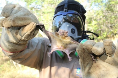 Mortes de animais por raiva devem servir de alerta à população