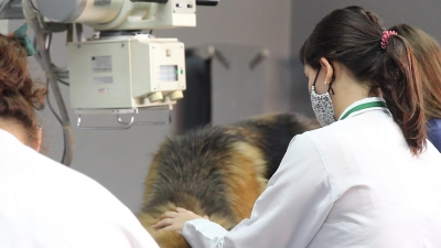 Medicina Veterinária da Unimar está com vagas abertas para o programa de aprimoramento profissional