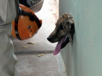 Bombeiros usam óleo para resgatar cachorro preso 