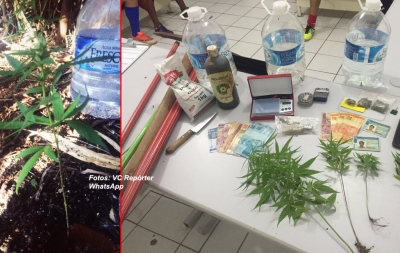 Dupla é presa ao produzir maconha na zona Leste