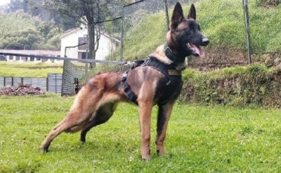 Buscas pelo cão farejador Wilson são suspensas pelo exército colombiano