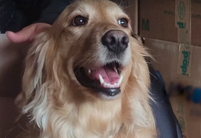 Cachorra levada por criminosos em assalto é recuperada após mobilização