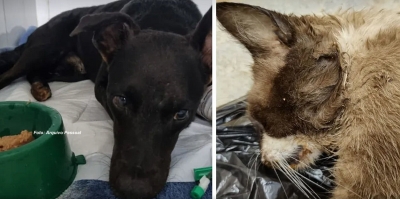 Marília tem envenenamento coletivo de pets em condomínio residencial