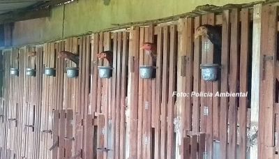 "Briga de galo" é descoberta pela Polícia Ambiental. Criador é multado em R$ 120 mil