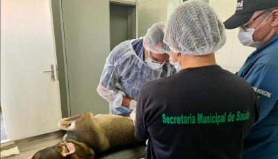 Tupã: Saúde abre nesta segunda-feira 200 vagas para castração de fêmeas