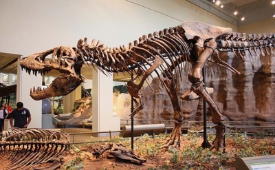 Esqueleto de T-Rex será leiloado. O valor inicial? 6 milhões de dólares