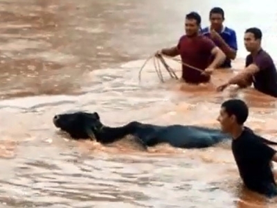 Moradores resgatam boi levado por enxurrada