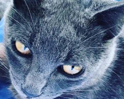 Gato atropelado é resgatado pela  Prefeitura, passa por tratamento e é devolvido ao dono