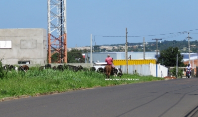 Prefeitura vai multar quem criar aves, porcos e animais com exploração comercial