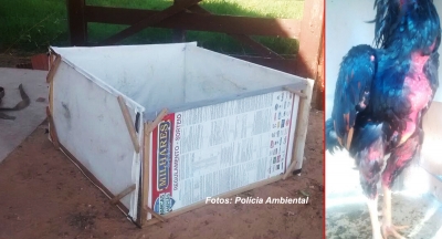 Polícia Ambiental descobre rinha de galos em fazenda