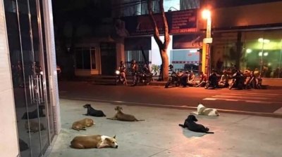 Cachorros esperam angustiados na porta de hospital onde tutor em situação de rua foi internado