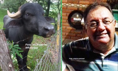 Dono de búfalo que matou aposentado em Marília garante: animal é dócil