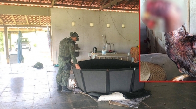 Crueldade: Polícia Ambiental apreende em Marília galos usados em 