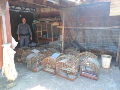 Polícia resgata pássaros em cativeiro