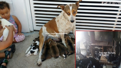 Bombeiros resgatam família de cães em incêndio