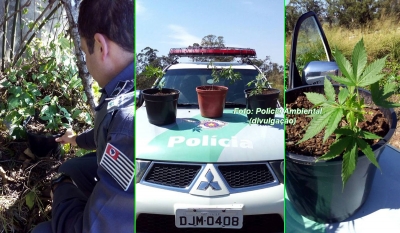 Polícia Ambiental apreende pés de maconha na zona Leste