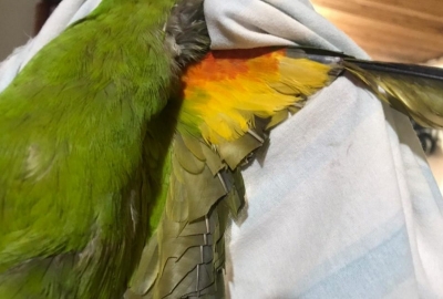 Mariliense é multado em R$ 9 mil por maus tratos a aves silvestres