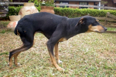 Cidade da região pode estar sofrendo surto de cinomose, alerta protetora