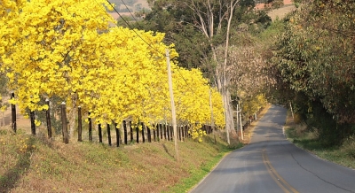 Mês da árvore: Marília terá bosque de Ipês Amarelos