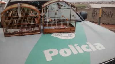 Polícia resgata pássaros em Marília