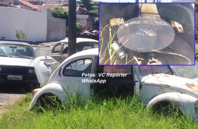 Bombeiros capturam cobra em fusca abandonado