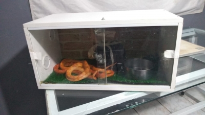 Polícia Ambiental apreende três cobras exóticas em Garça