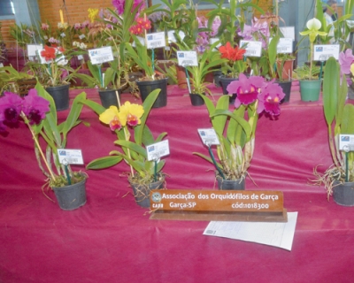 Senar dará curso de como cultivar orquídeas na região