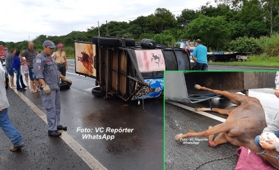 Cavalo sofre acidente na SP-294 próximo a Marília e mobiliza Bombeiros
