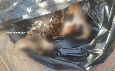 Gatos e cachorra são envenenados em Marília